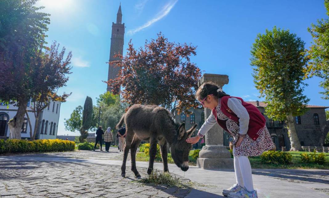 Diyarbakır’da şiddetten korunan Midas’a ilgiler yoğun 10